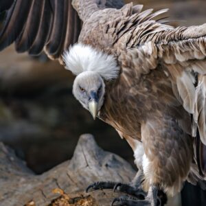 Monster, The Vulture