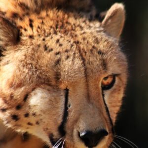 Houdini, The Cheetah