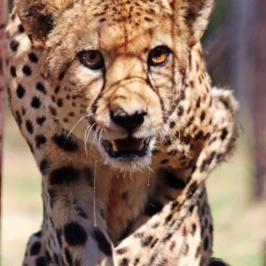 Phinda, The Cheetah