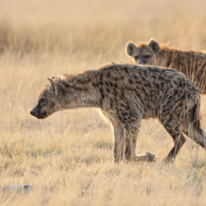 Rocky & Becki, The Hyenas