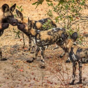 The Buco Wild Dog Pack