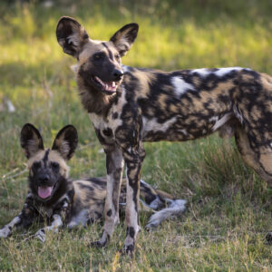 Zack & Cody, The Wild Dogs