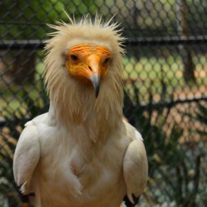Agent 37, The Vulture