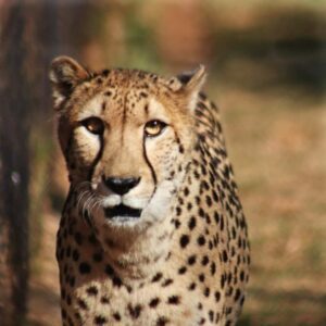 Amelia, The Cheetah