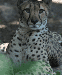 Mime, The Cheetah
