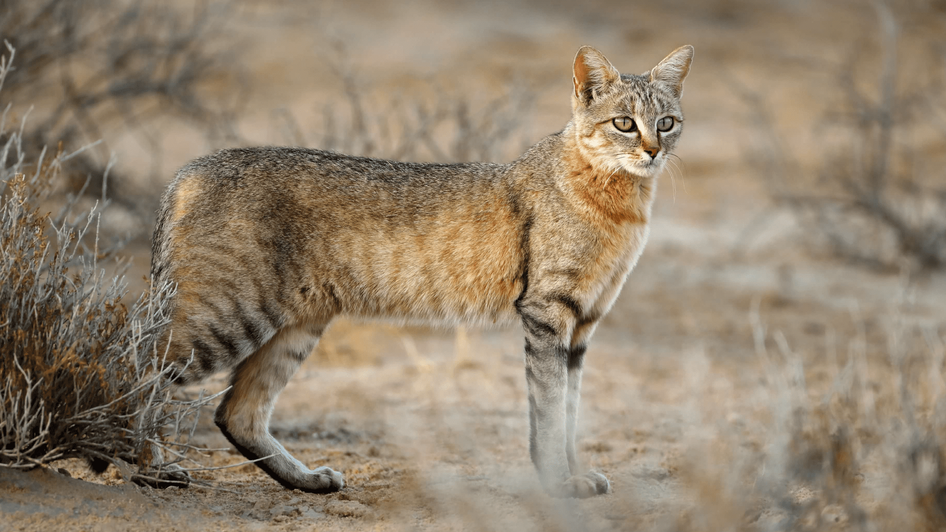 African Wild Cat Hunting African Wild Cat Hunting